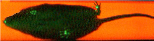 Incorrect Detection - Too Much Body Detected