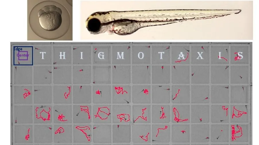A personal journey in behavioral analysis: Thigmotaxis with DanioFlow