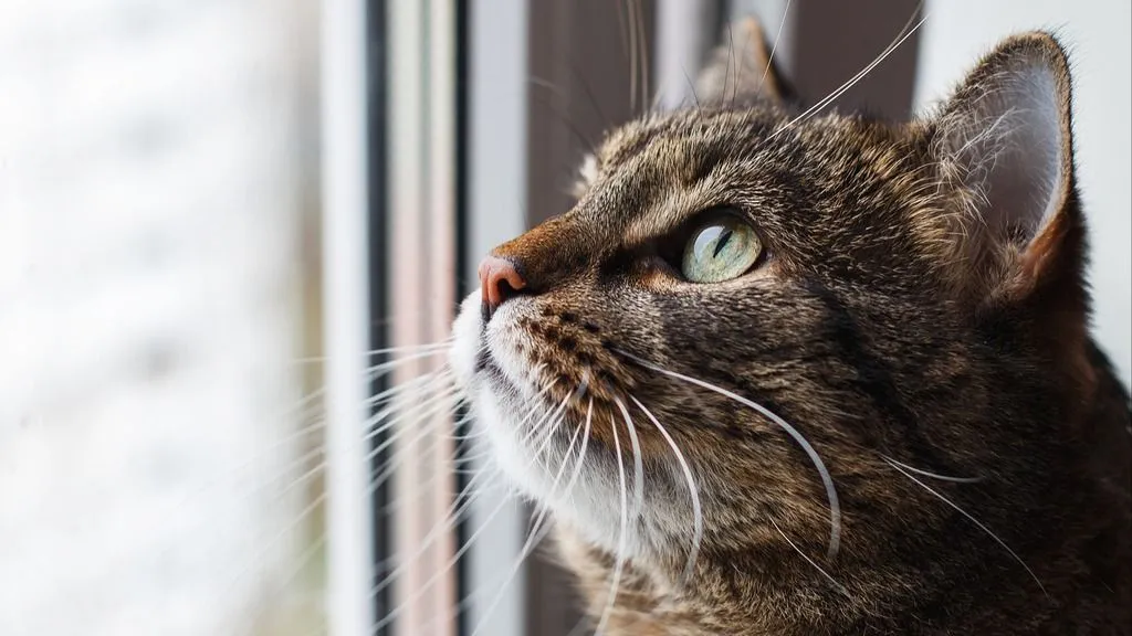 Cats and human emotions: A stronger bond than we thought?
