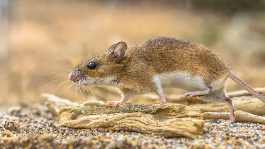 Rat strain and sex matter in spinal cord injury research: insights from CatWalk XT