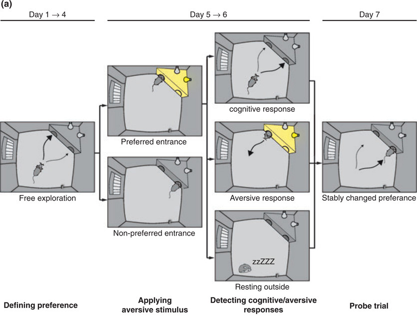 Experimental protocol timeline for mice avoidance learning