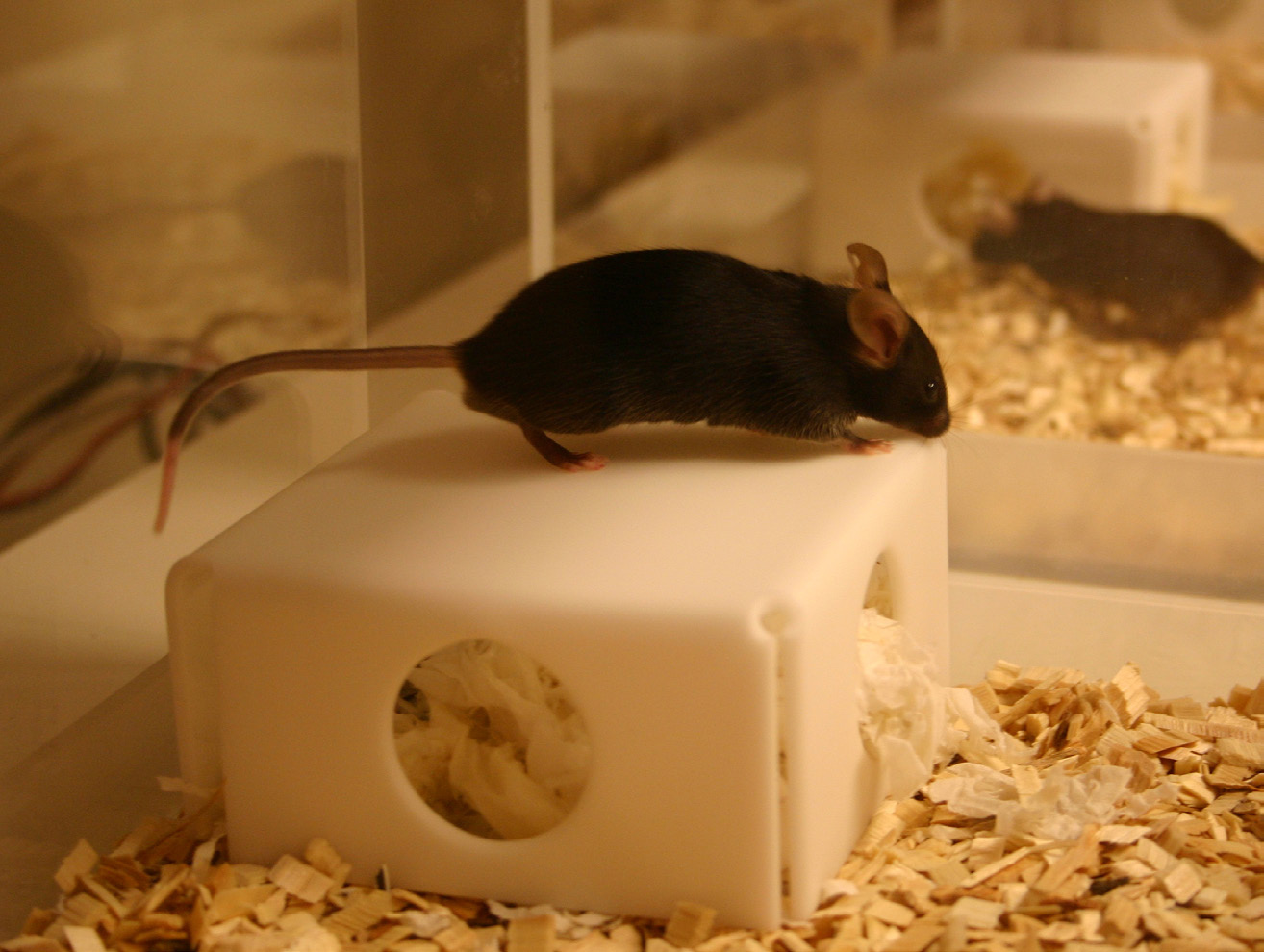 PhenoTyper system overview
