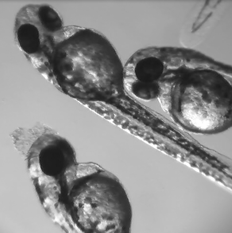 Cover image for zebrafish epilepsy white paper