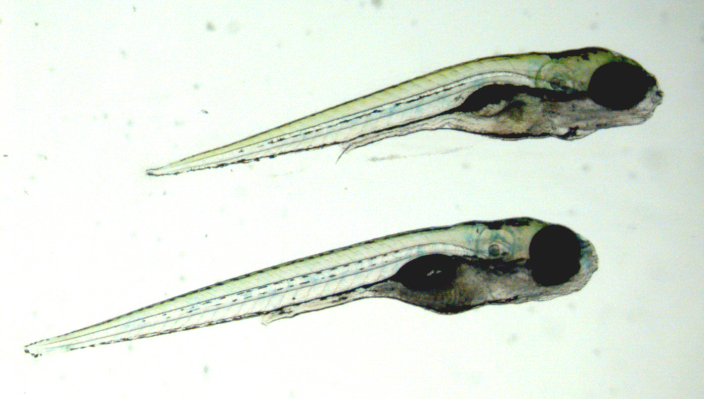 Zebrafish knock-out model illustration