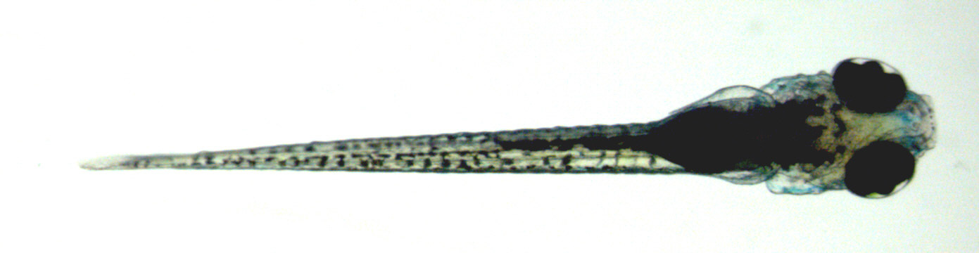 Zebrafish larvae observed under microscope