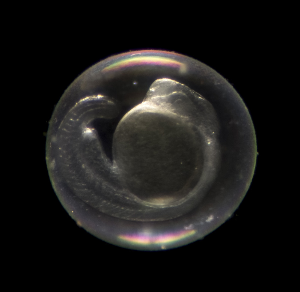 CRISPR/Cas9 gene editing in zebrafish