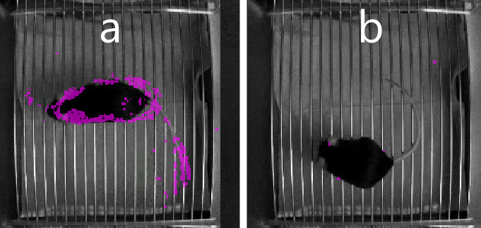 Activity parameter in EthoVision XT showing active vs immobile subject