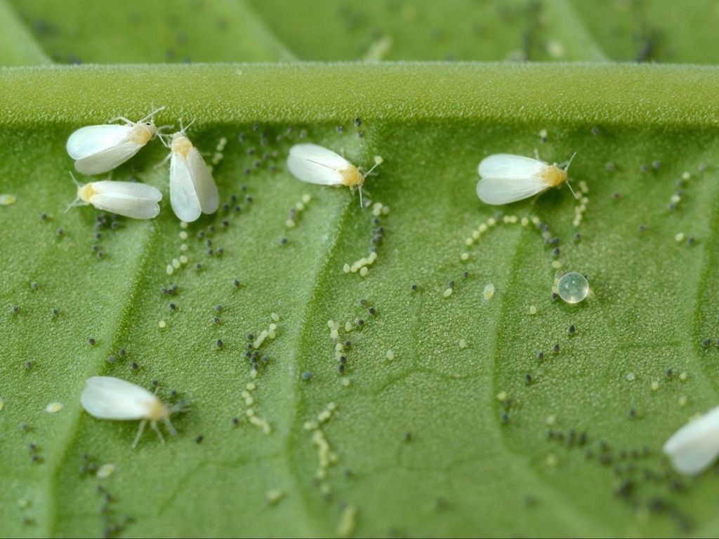 Insecticide testing