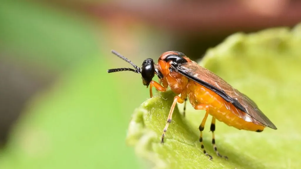 Lasting effects: studying early-life experience in insects