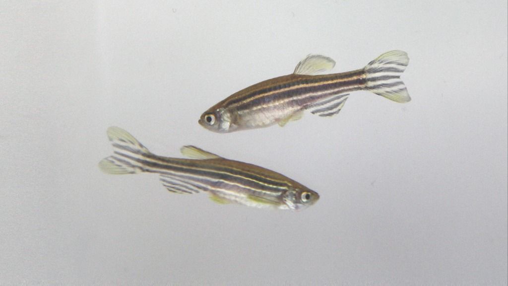 Tools and techniques for zebrafish research