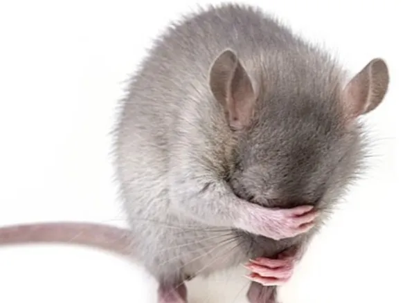 Mouse covering face