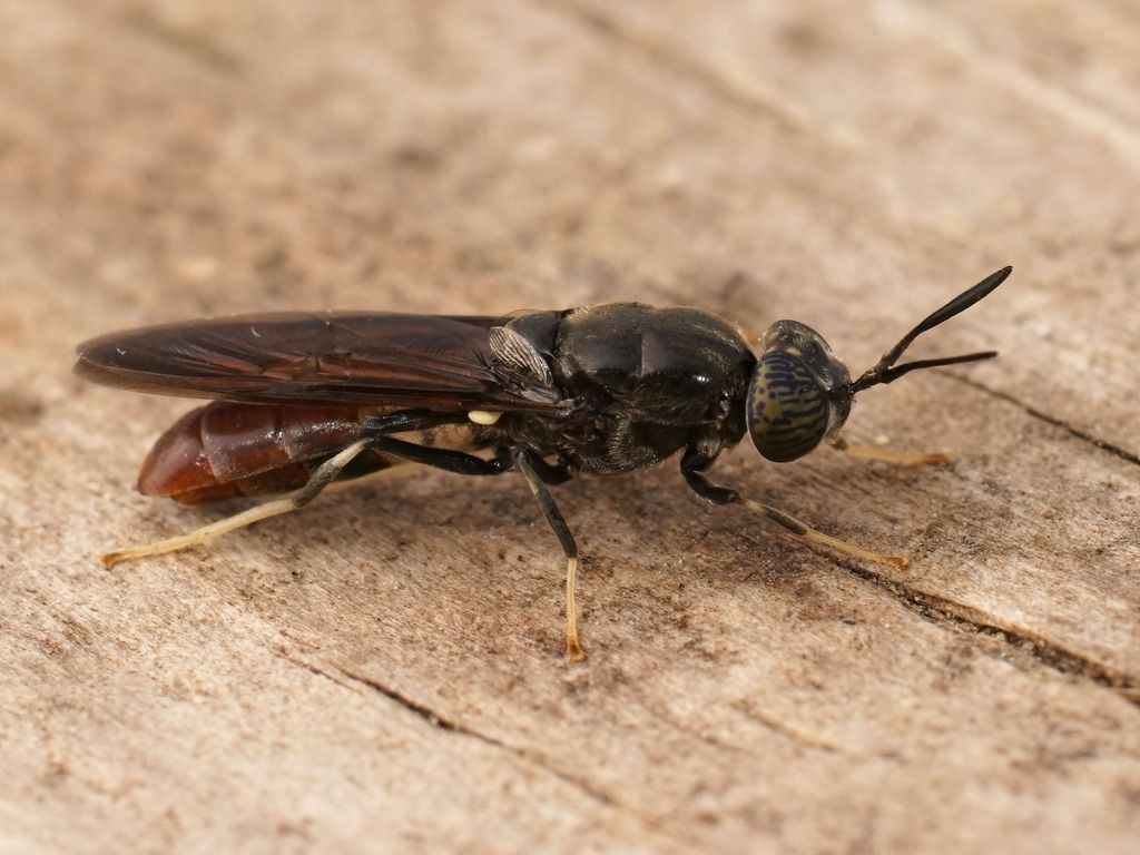 Beneficial insects