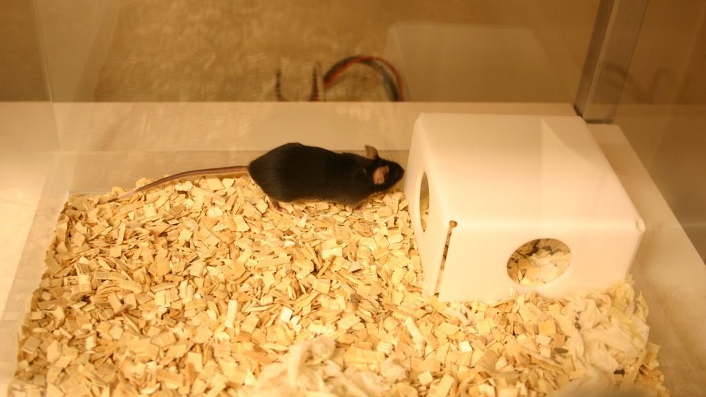 black mouse in PhenoTyper