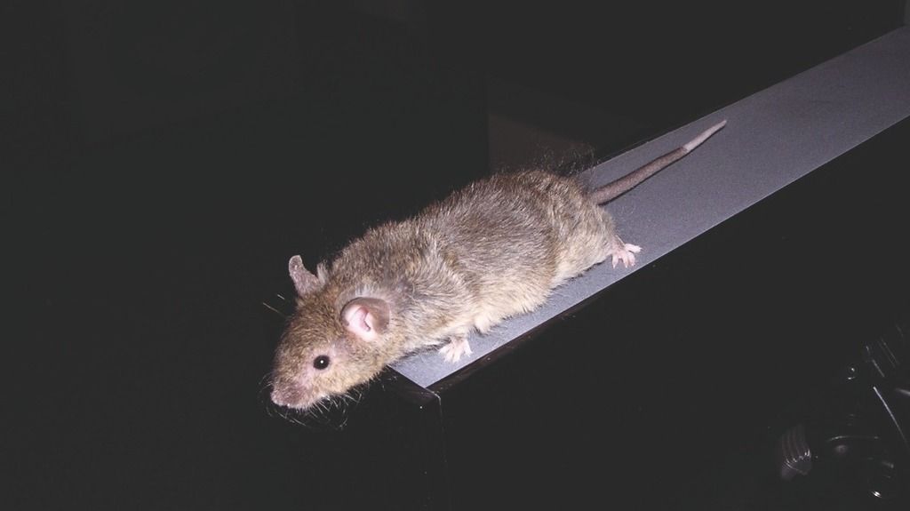 Brown mouse on Elevated plus maze