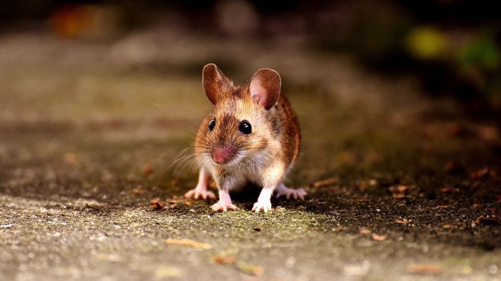 Do we actually understand what we mean by "anxiety" in
                            rodents models of anxiety?