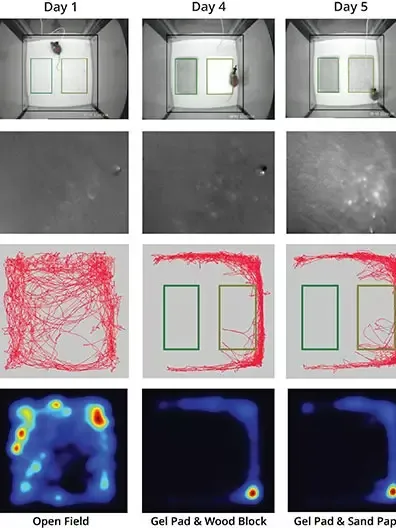 In vivo calcium imaging
