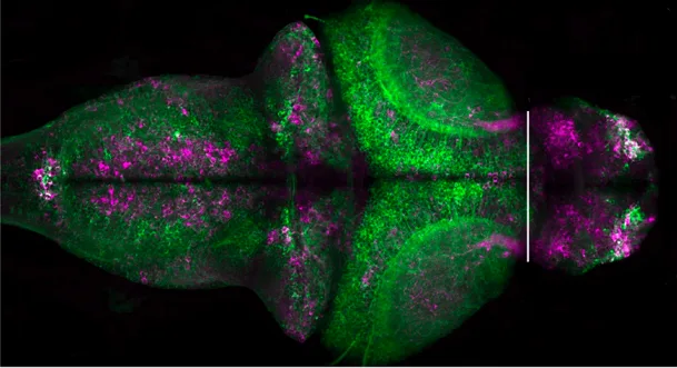 CaMPARI 2.0 displayed in a zebrafish larva