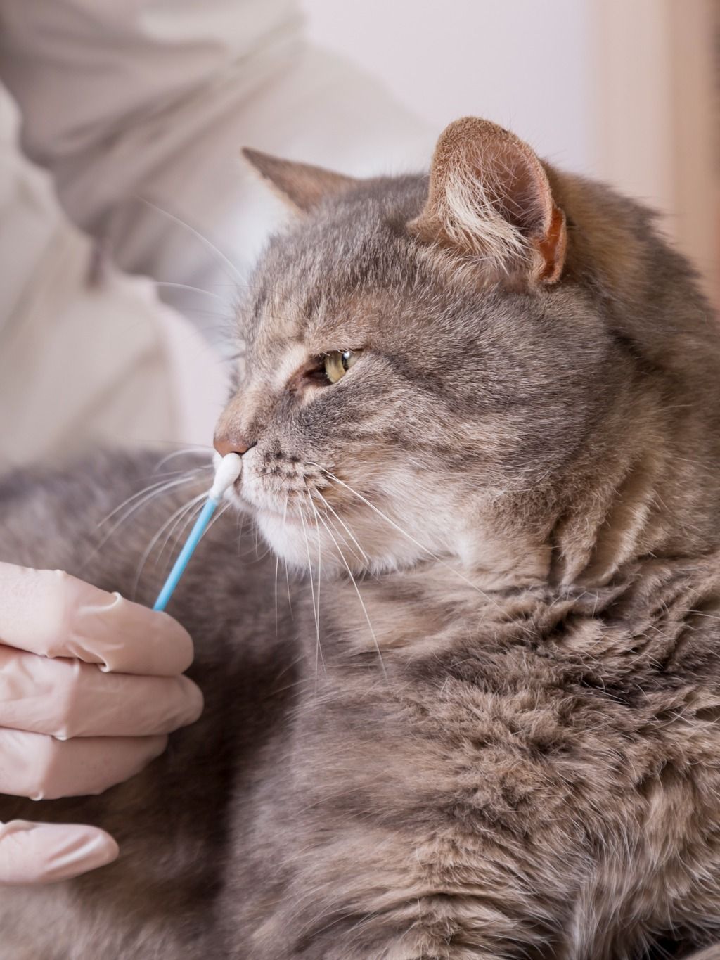 Cat behavior study