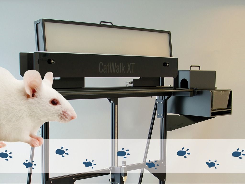 CatWalk XT with white mouse