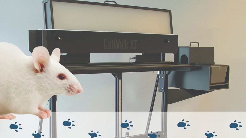CatWalk XT gait analysis in mice: The do's, don'ts and the pitfalls