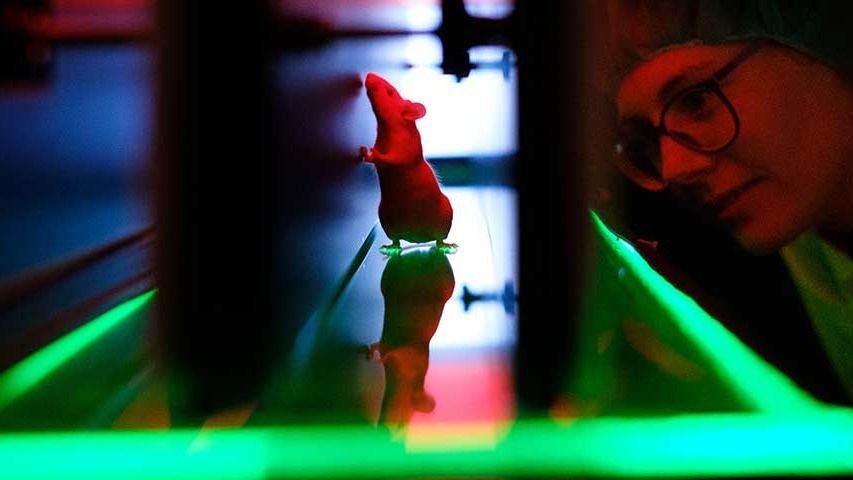 Walk This Way: Free-Walking & Treadmill Systems for Rodent Gait
                                Analysis
