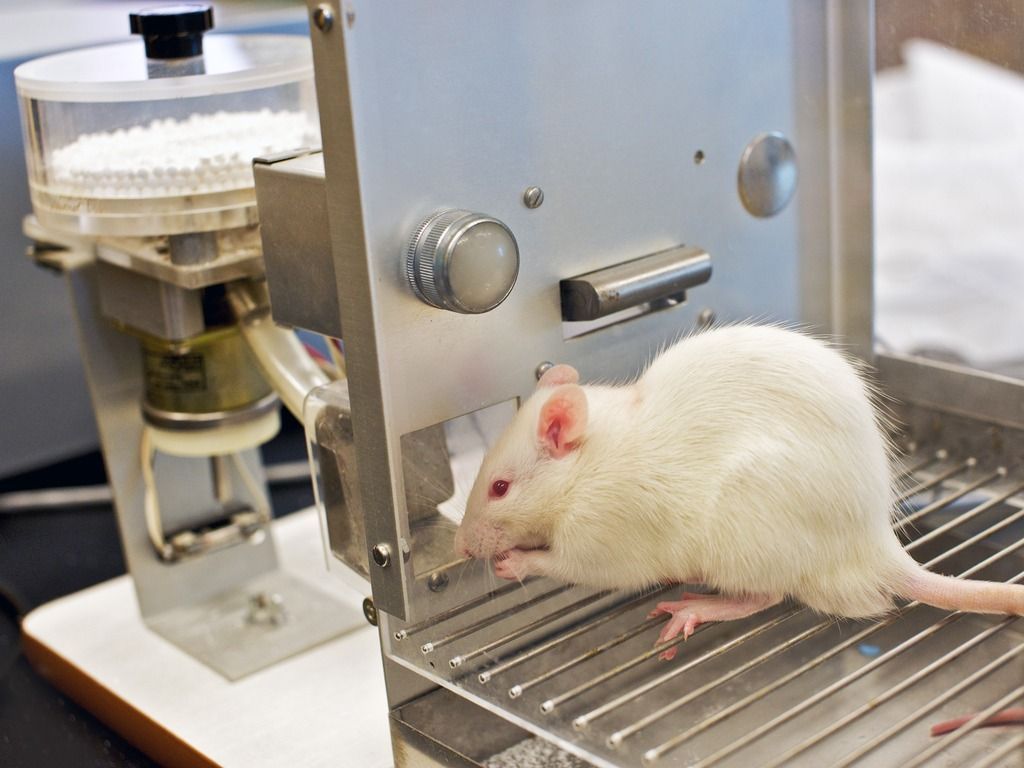Rat performing conditioning test