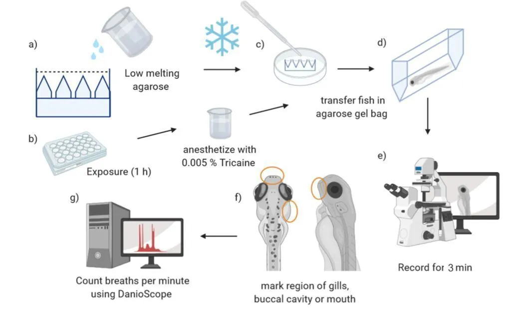Experimental workflow