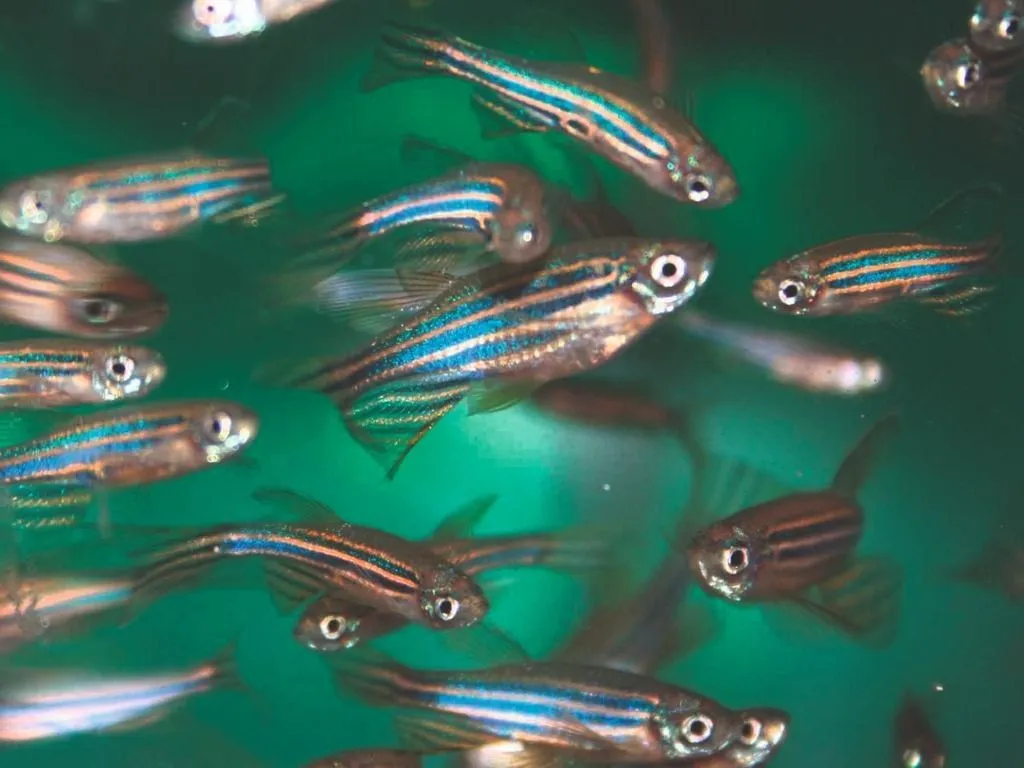Group of zebrafish