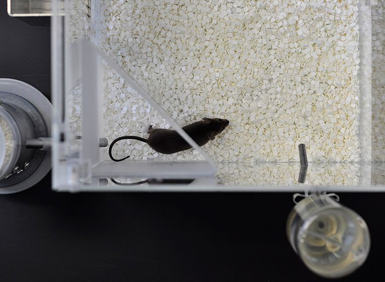 Top view of CognitionWall in PhenoTyper