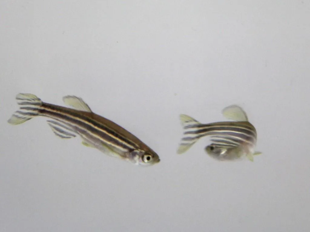Two zebrafish chasing each other