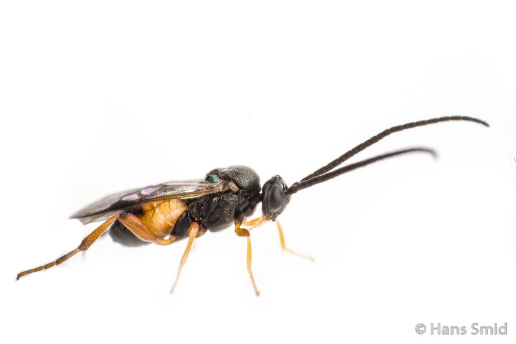 wasp-Cotesia-congregata-white-background wasp-Cotesia-congregata-white-background
