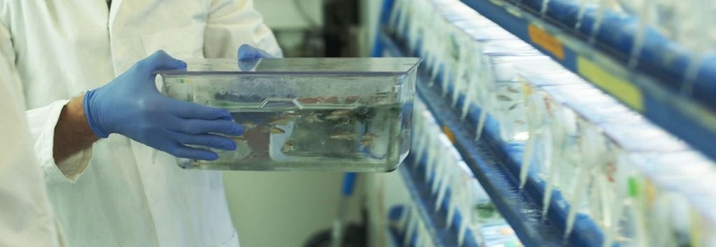 Zebrafish tank in lab