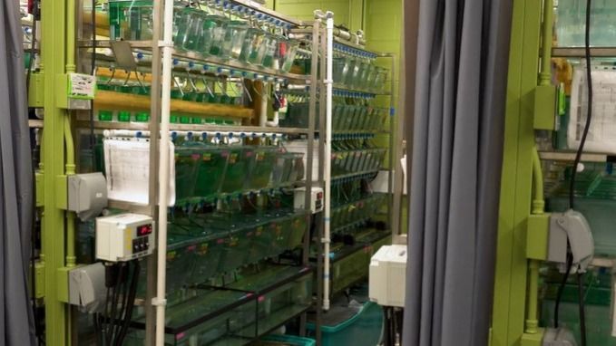 Zebrafish research