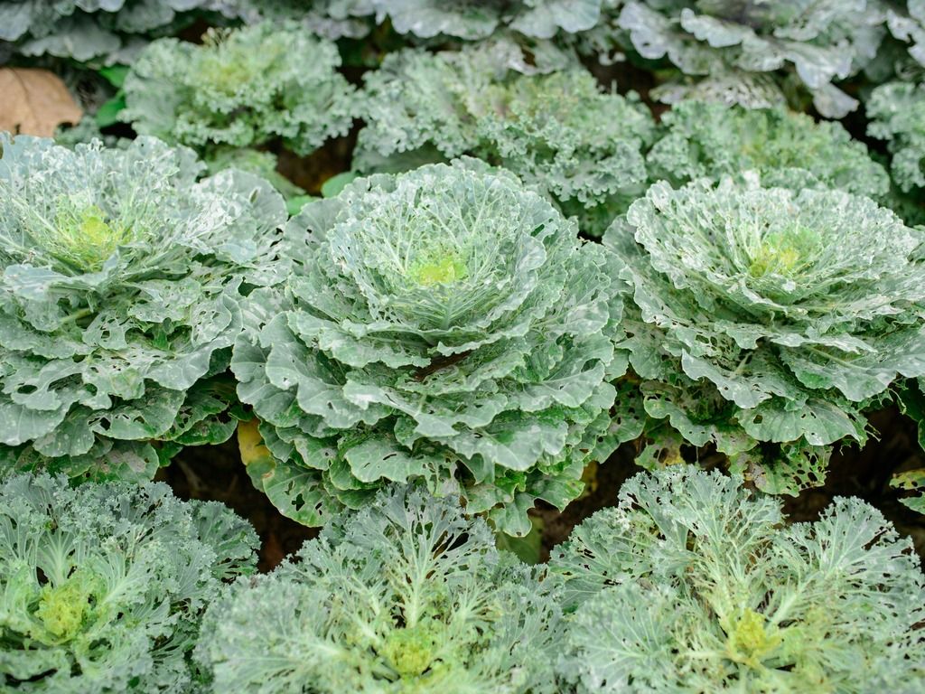 Plant breeding