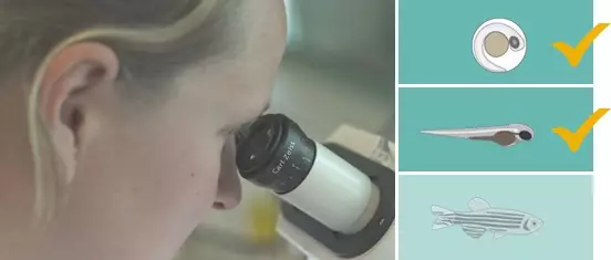 DanioScope for zebrafish embryos and larvae