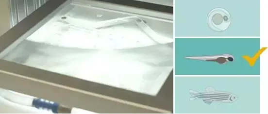DanioVision for zebrafish larvae