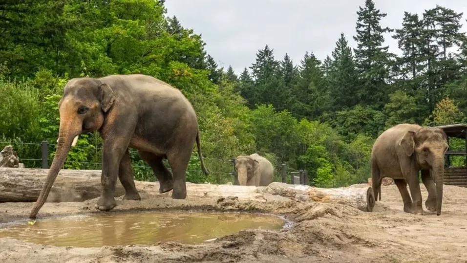 Elephants at the Oregon Zoo
