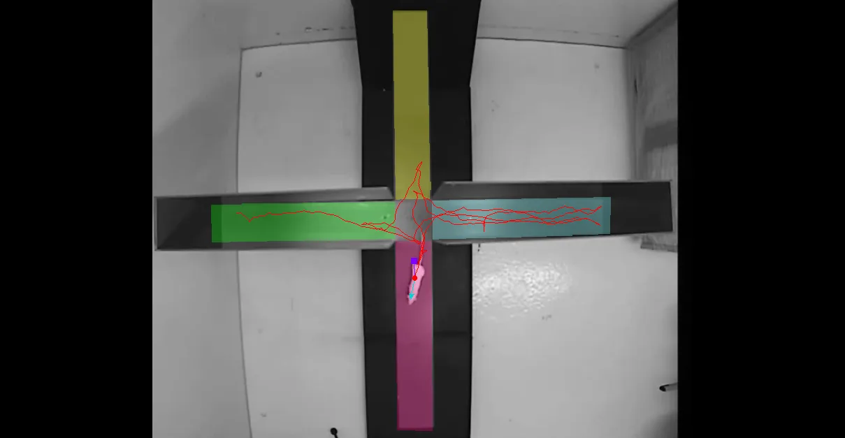 Integrated EthoVision visualization of elevated plus maze tracking data