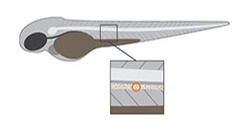 Zebrafish model for ALS