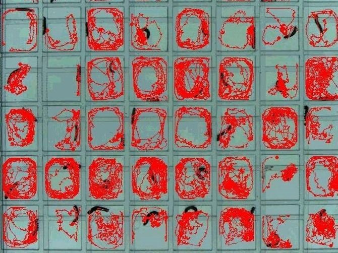 Foam assay plates