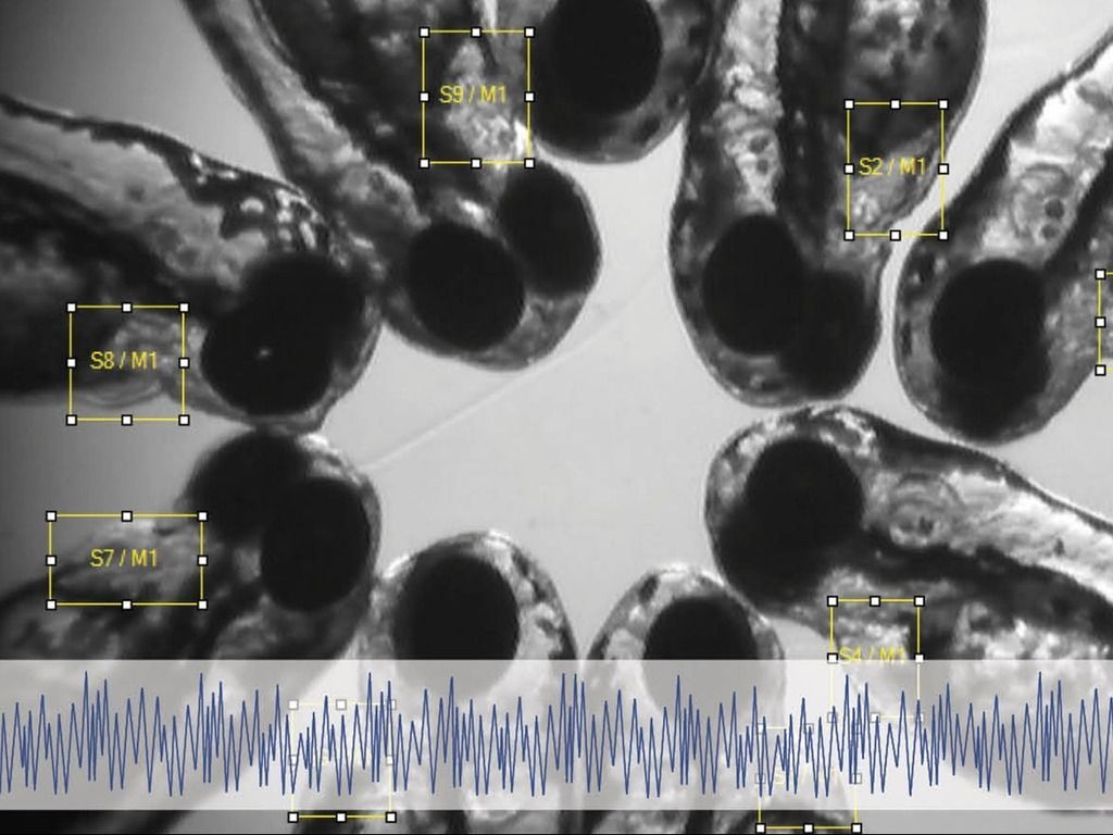 Breathing monitoring in zebrafish