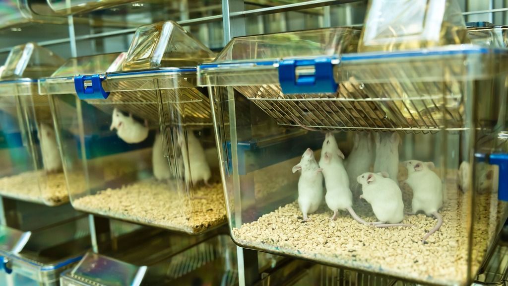 Long term rodent studies in neuroscience