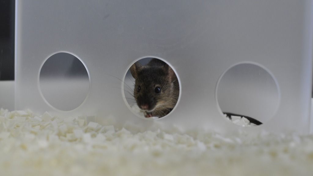 Mouse looking through CognitionWall