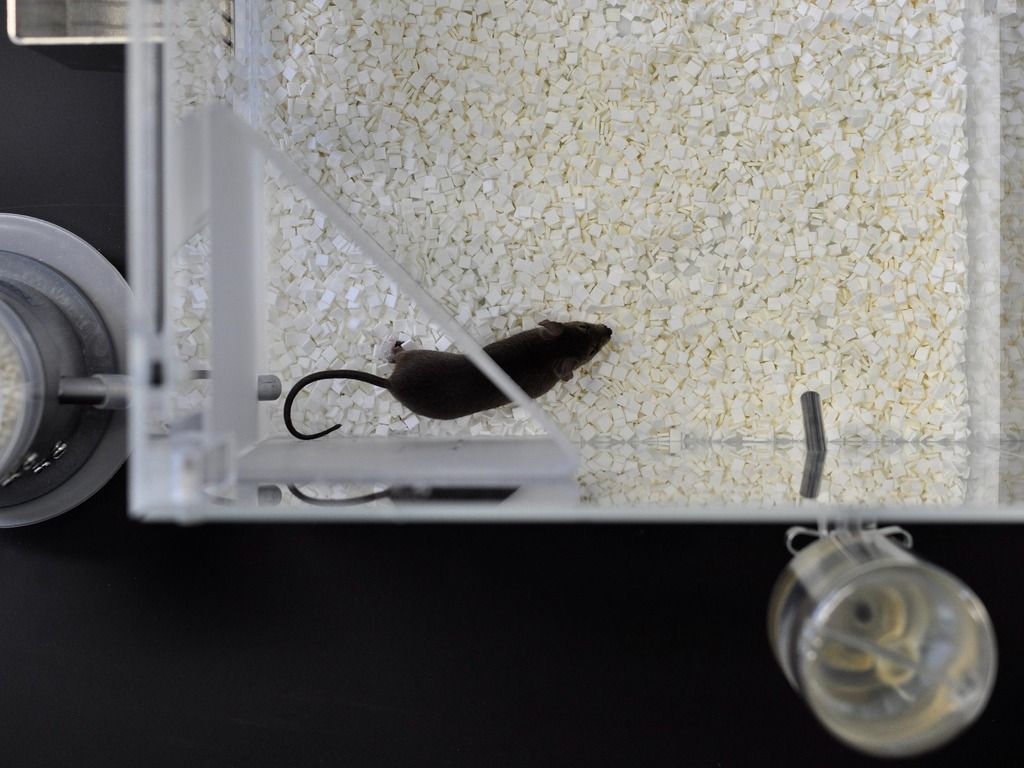 Top view from a mouse in CognitionWall