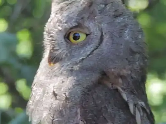 Bird calls with UltraVox