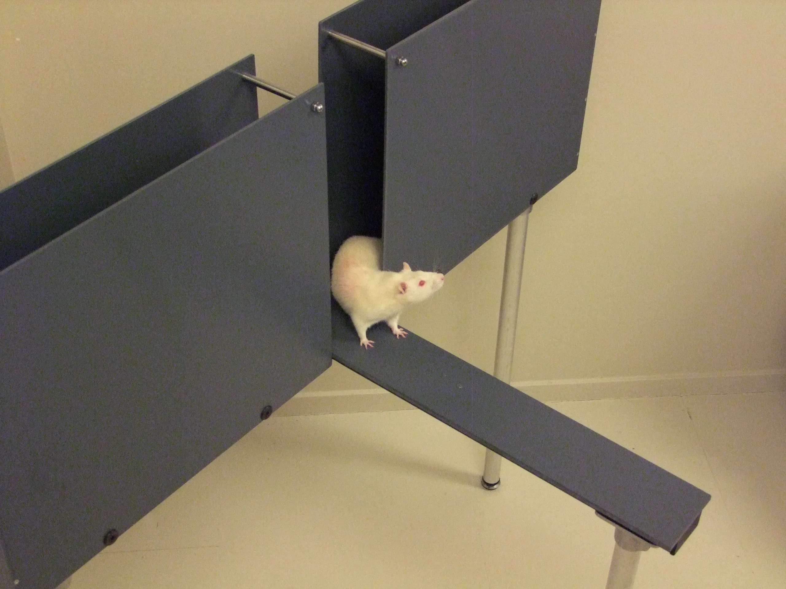 A rat in an elevated plus maze
