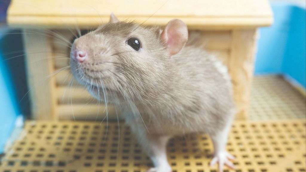 No two mice alike: leveraging inter-individual variability
                            in threat conditioning of inbred mice to model trait anxiety