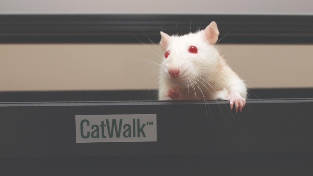 Data Storytelling: A CatWalk XT Tale