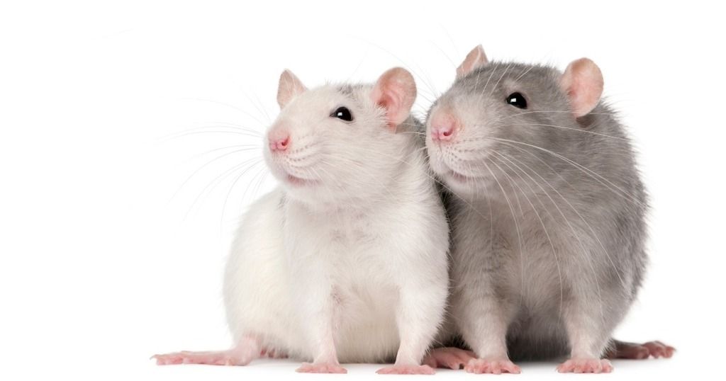 Can rats learn from each other?