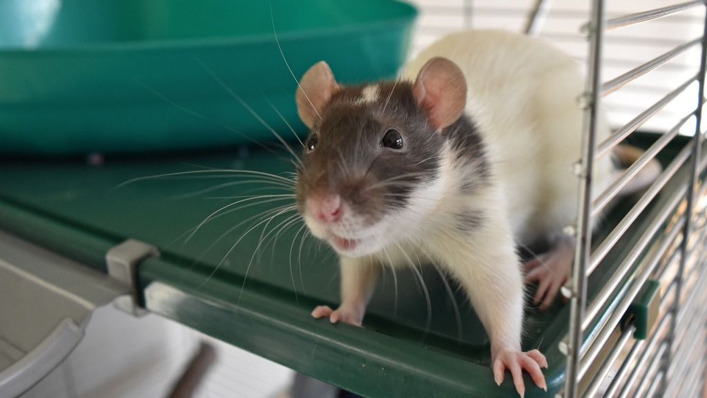 Lessons From The Core: Longitudinal Assessment vs. Point Sampling of
                                Behaviors in Mice